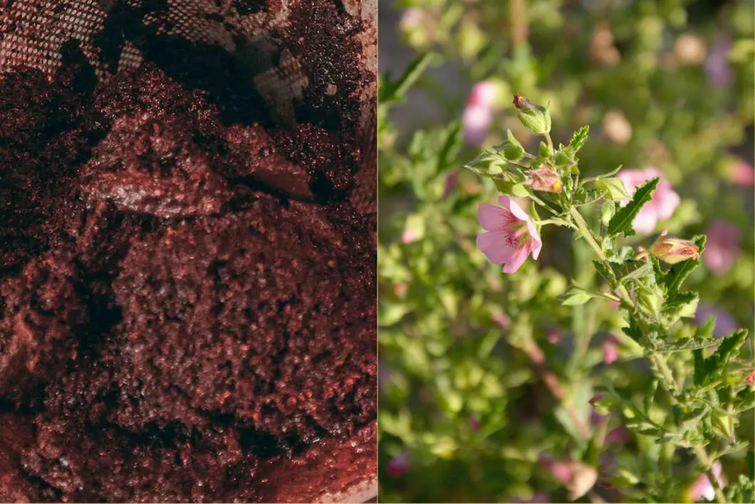 Use Coffee Grounds in the Garden - Ground Coffee and Flowers in the garden