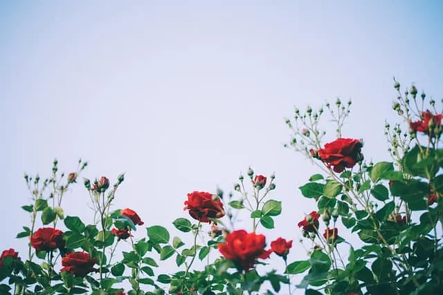 Use Coffee Grounds to Grow Beautiful Roses