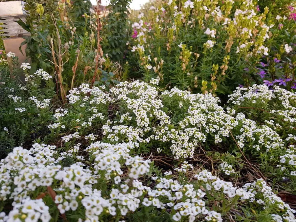 Grow beautiful flowers by using coffee grounds as fertilizer