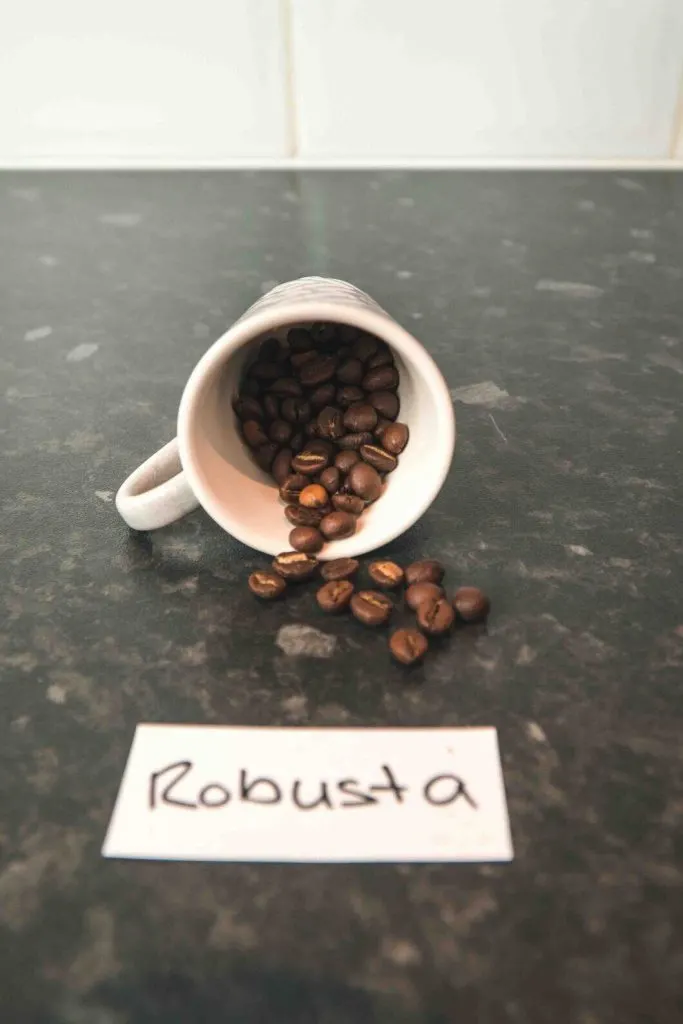 Robusta beans in a cup